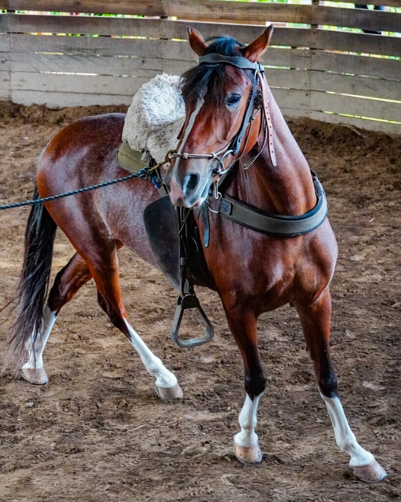 Conociendo a uno de nuestros animales favoritos dentro del taller equino de la granja ecohotel