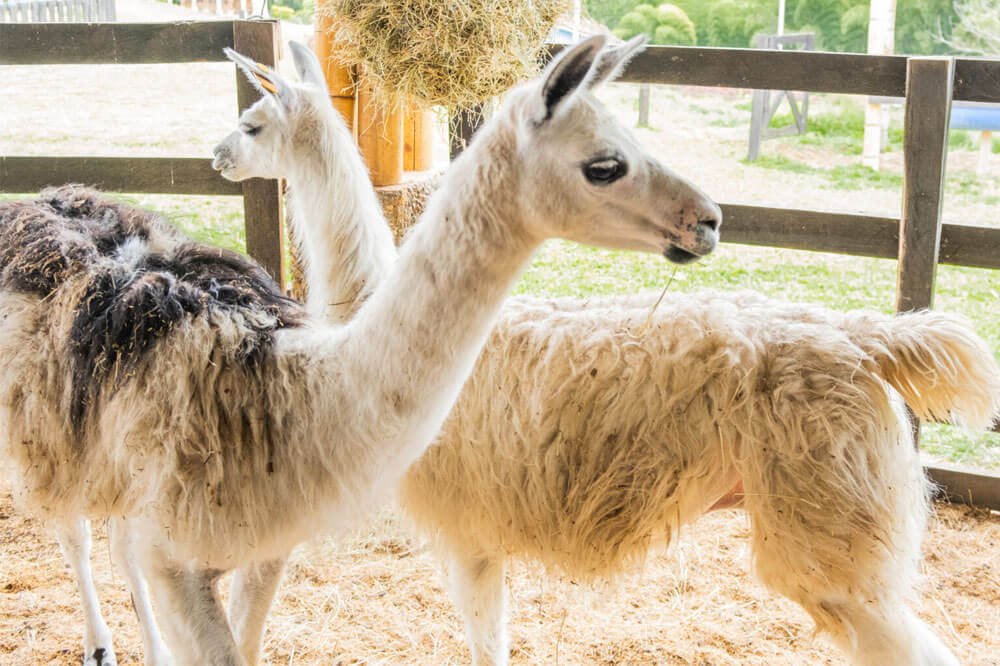 parque-con-animales-en-eje-cafetero