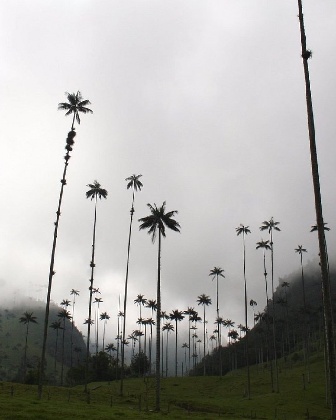 bosques-en-el-valle-del